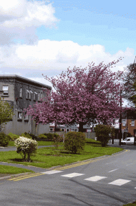 An image of our school grounds in blossom.