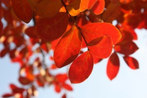 An image of some autumnal leaves.
